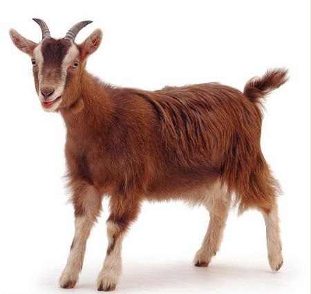 صورة لقسم ماعز