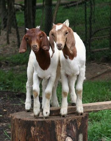 صورة لقسم الحيوانات