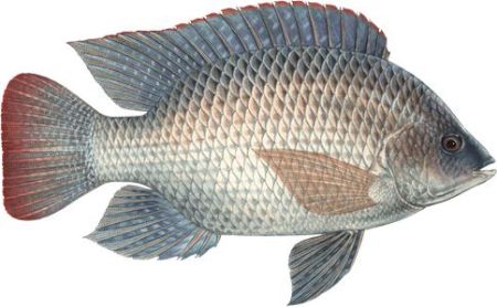 صورة لقسم الاسماك