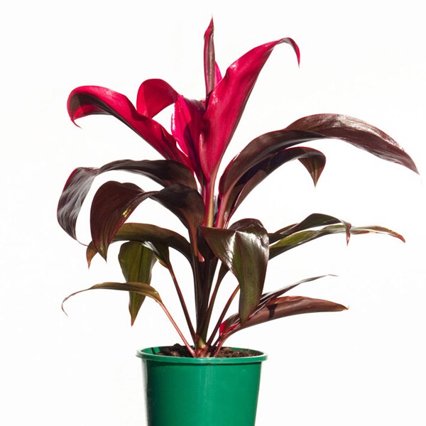 صورة الكورديل الشجيري