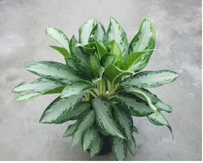 صورة الاجلونيميا