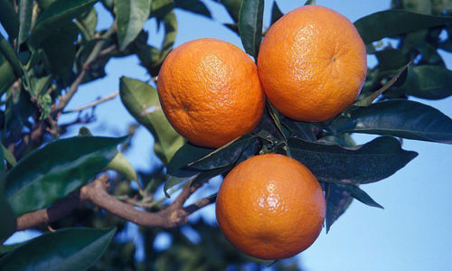 صورة اليوسفي