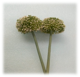 صورة ورد الخرز الاخضر الغامق