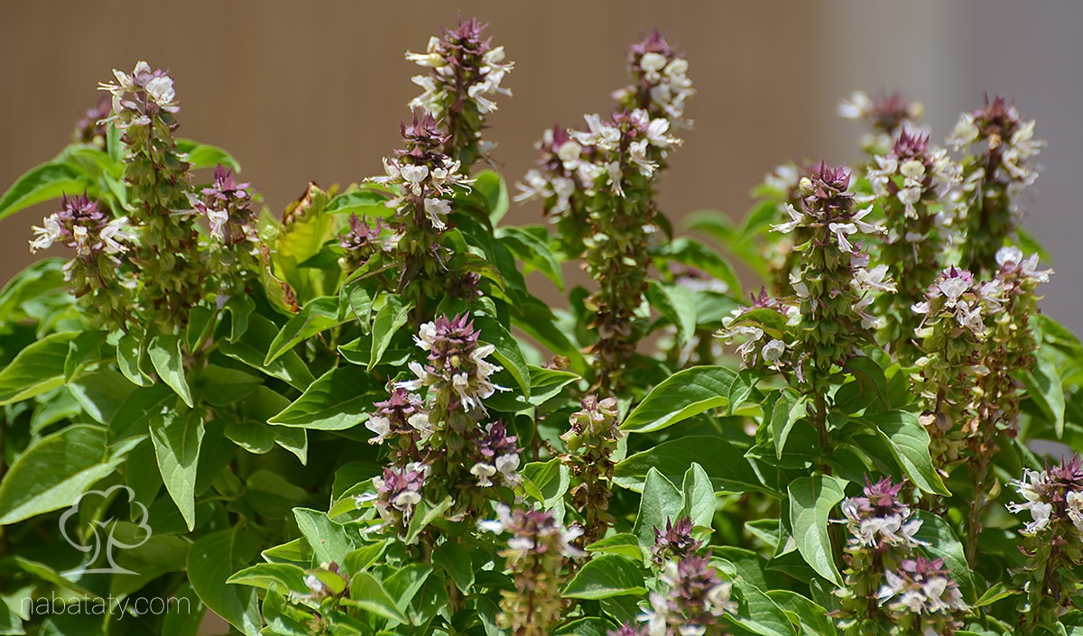 صورة لريحان