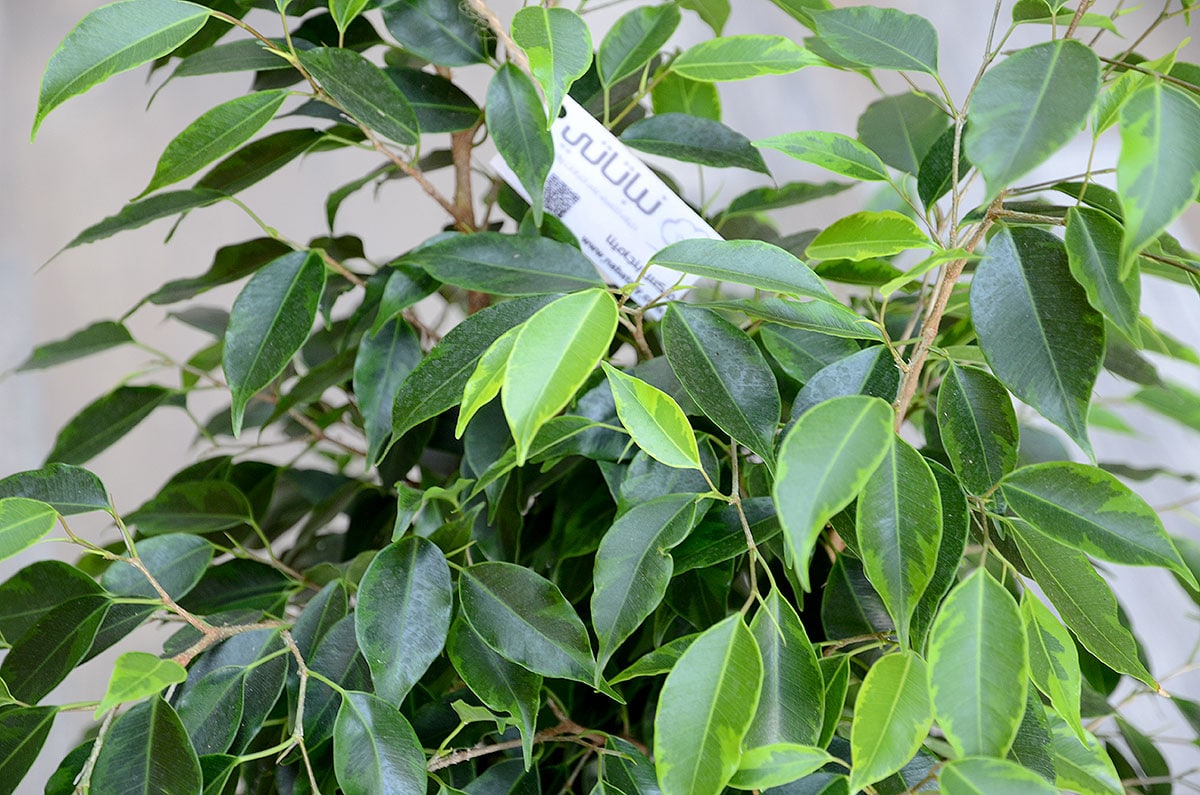 صورة فيقس ميكروكربا