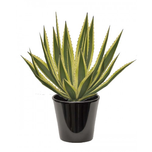 صورة اجافا امريكيه