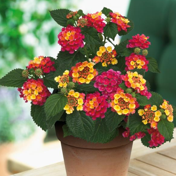 صورة لانتانا مقوسه