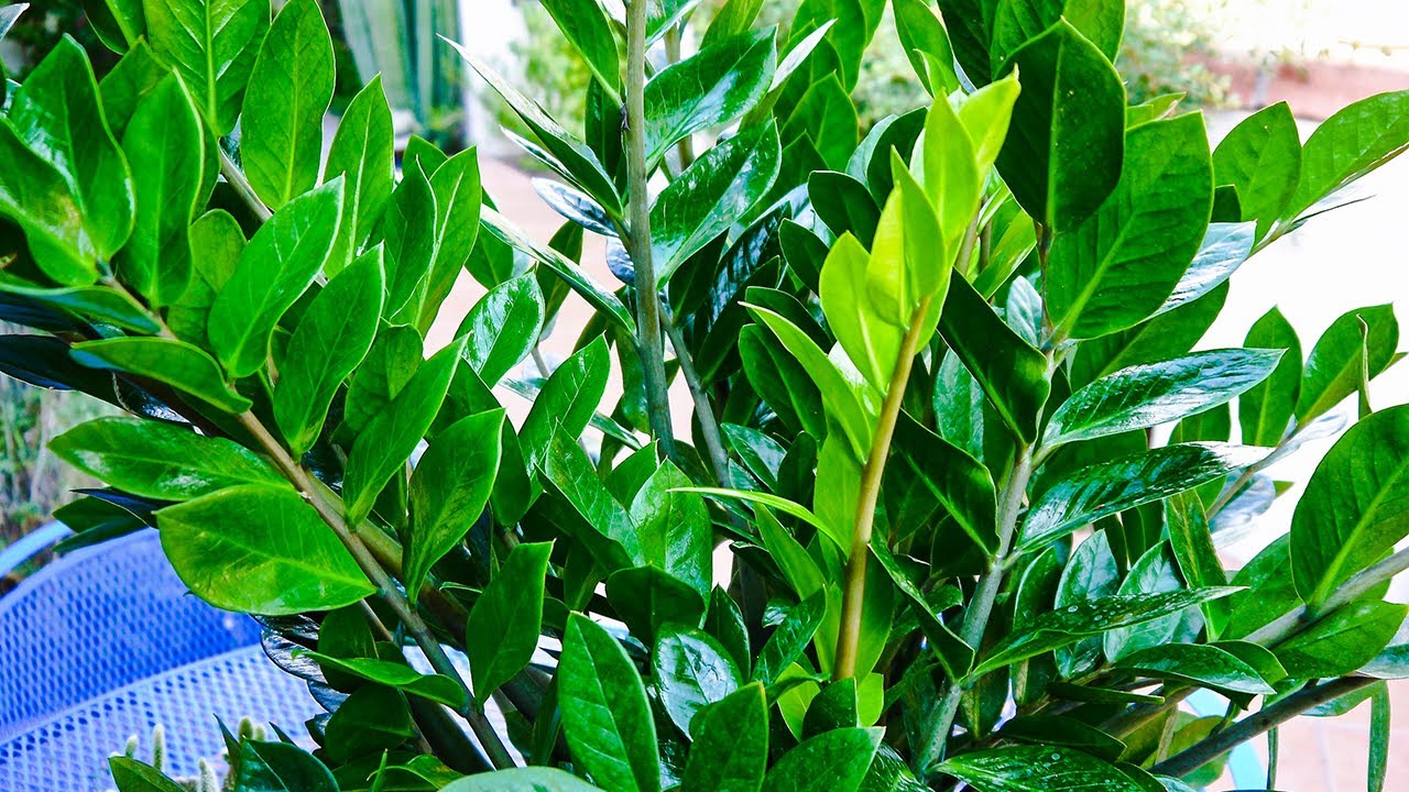 صورة الزي زي زاميا