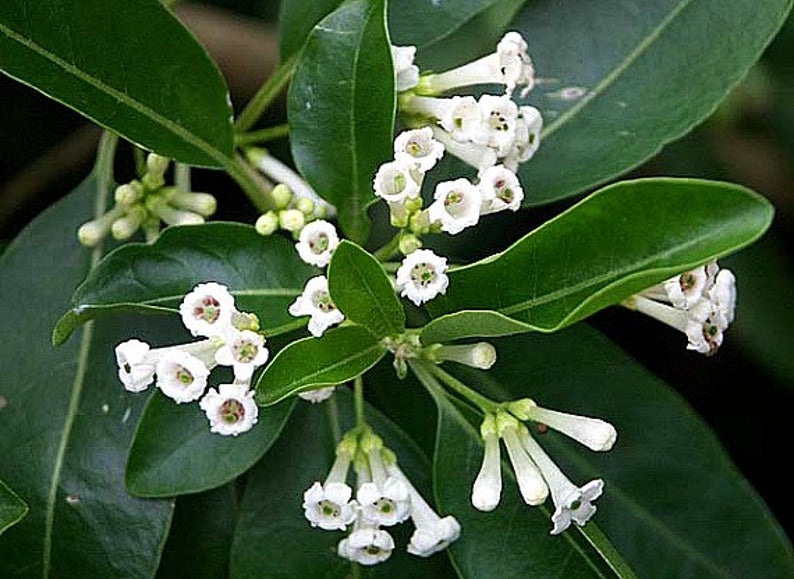 صورة ملكه النهار