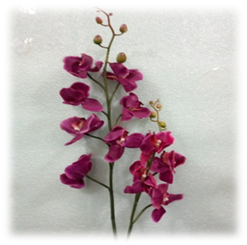 صورة ورد الاوركيدا البنفسجى الغامق