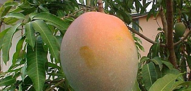 صورة المانجو