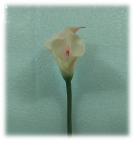 صورة ورد الكالا الابيض الكبير ذو الزهرة الحمراء