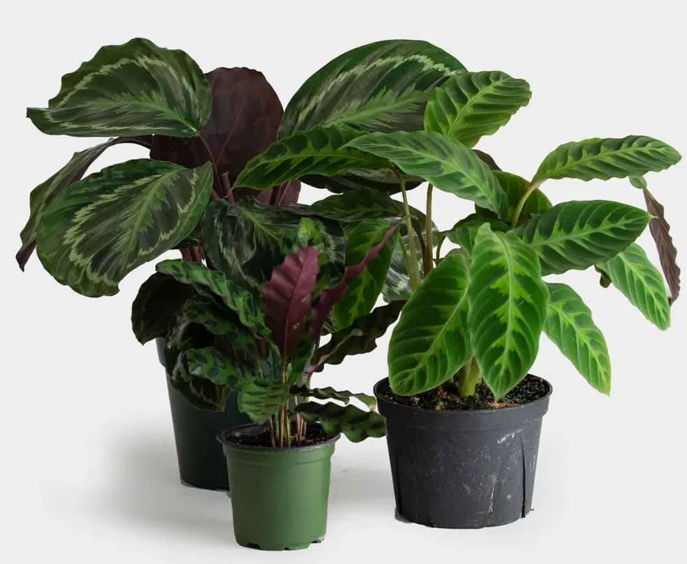 صورة الكلاثيا