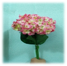 صورة ورد الماكروفيلا الاحمر 