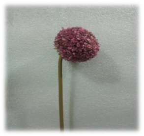 صورة ورده ذو القشرة البنفسجى الصغير