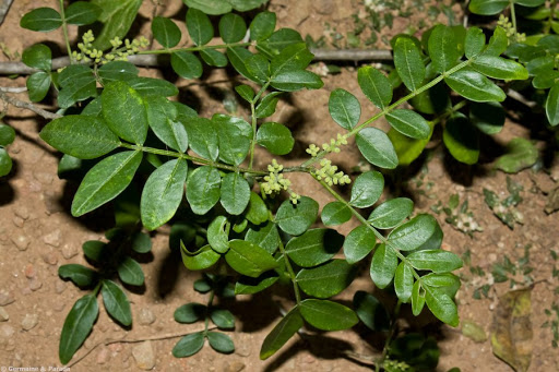 صورة فاغره معروفه