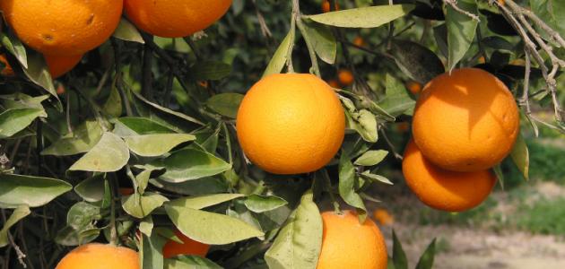 صورة برتقال سكري