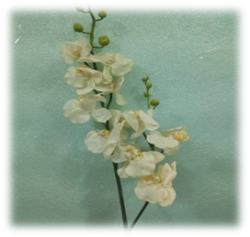 صورة ورد الاوركيدا الابيض