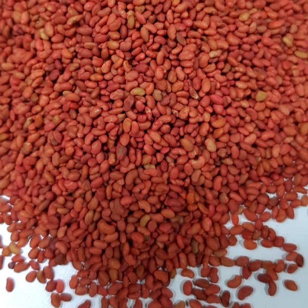 صورة برسيم امريكي ممتاز  