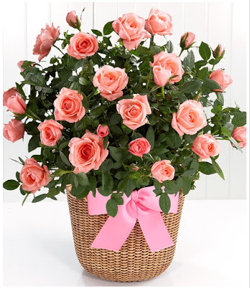 صورة الورد الجوري