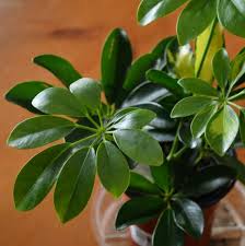 صورة الشفليرا