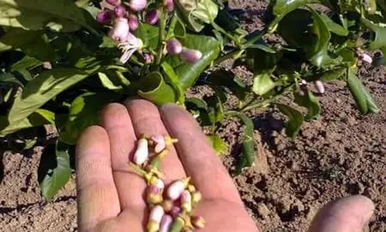 صورة سماد مثبت زهور - agritip  ( 500) جرام غنى بالماغنسيوم + الزنك + البورن