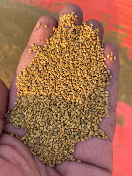 صورة برسيم (عبدان)  الممتاز