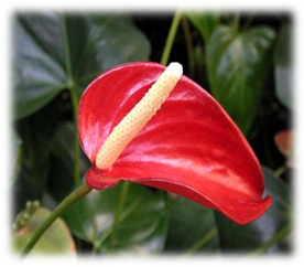 صورة ورد انطور احمر صغير