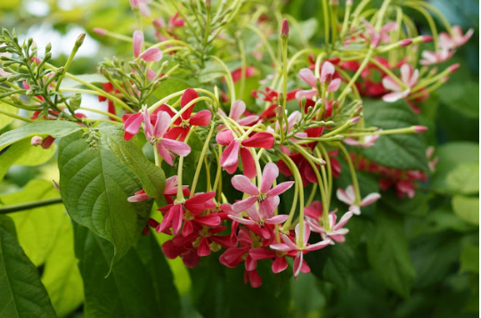 صورة ياسمين احمر