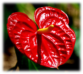 صورة ورد انطور احمر كبير