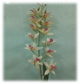 صورة ورد الوستارية البيضاء 