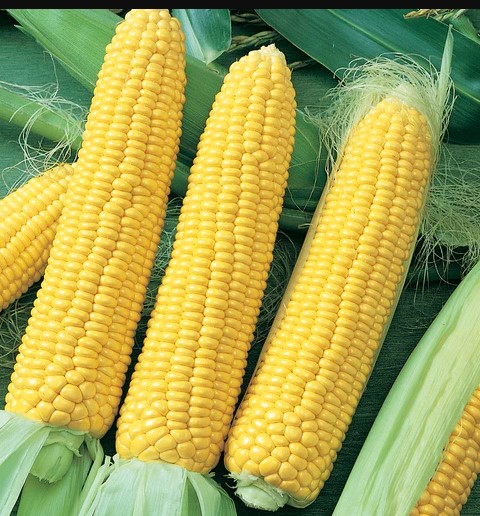 صورة بذور ذرة سكرية سوبر سويت 5000 بذرة