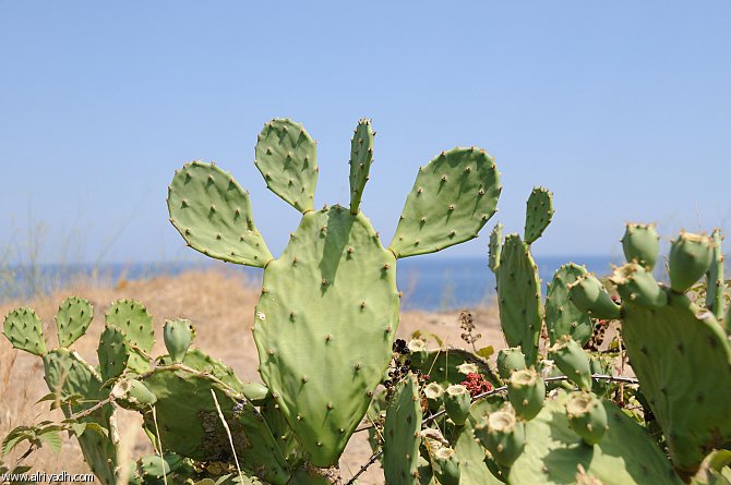 صورة التين الشوكي