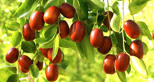 صورة العناب