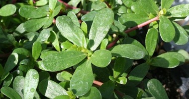 صورة البقله