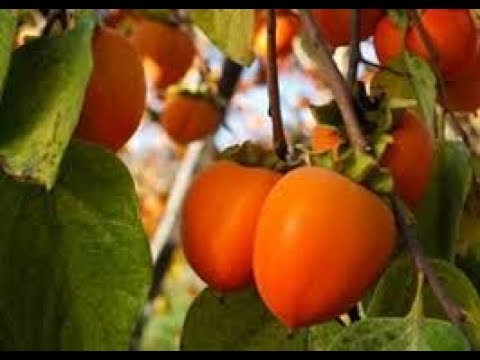 صورة الكاكي