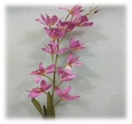 صورة ورد الوستاريه البنفسجى الفاتح