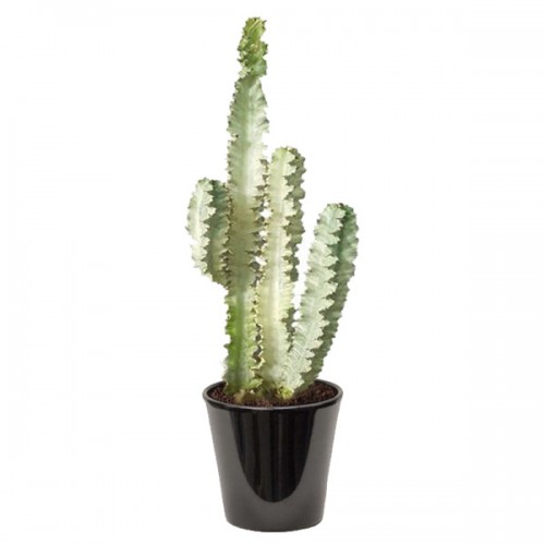 صورة شوكه المسيح