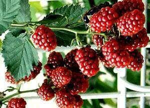 صورة توت متسلق