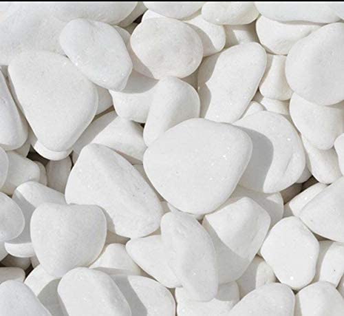 صورة صلبوخ لون ابيض حجم وسط- كيس وزن 20كجم 3 جديد 