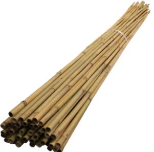 صورة بامبو 3 متر سماكة 1انش