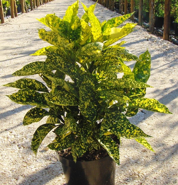 صورة الاكوبا اليابانيه العدسيه الصفراء