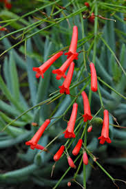 صورة نافوره المرجان