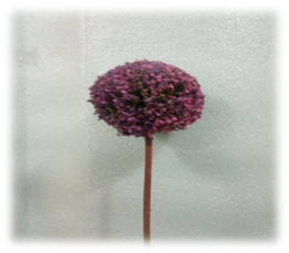 صورة ورد القشرة البنفسجى الكبير