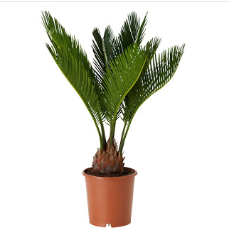 صورة السيكاس