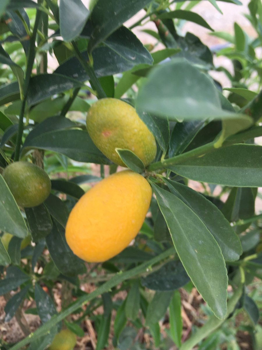 صورة الليمون الحلو