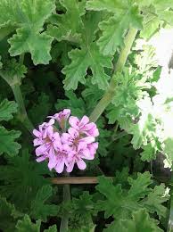 صورة atera   العطيره 