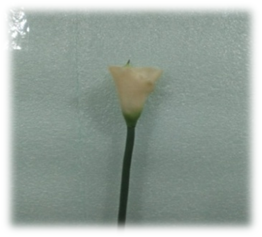 صورة ورد الكالا الابيض الصغير ذو الزهرة الصفراء