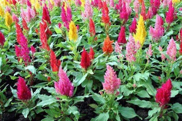 صورة عرف الديك