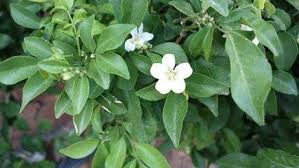 صورة الموريا